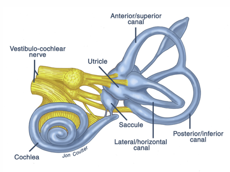 The Vestibular System, Brains Balance Center, Inner Ear
